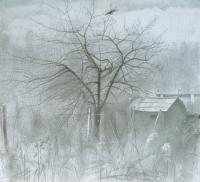 Author - Old Apple-Tree 2008 - Graphit Pencil On Paper